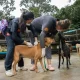 Soi Dog Carries Out Vaccinations
