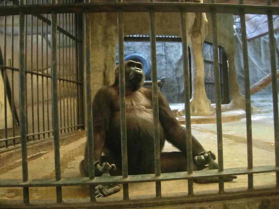 zoo shopping mall 