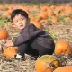At Maple Ridge Patch, Pumpkin Pickers Select Their Perfect Pumpkins