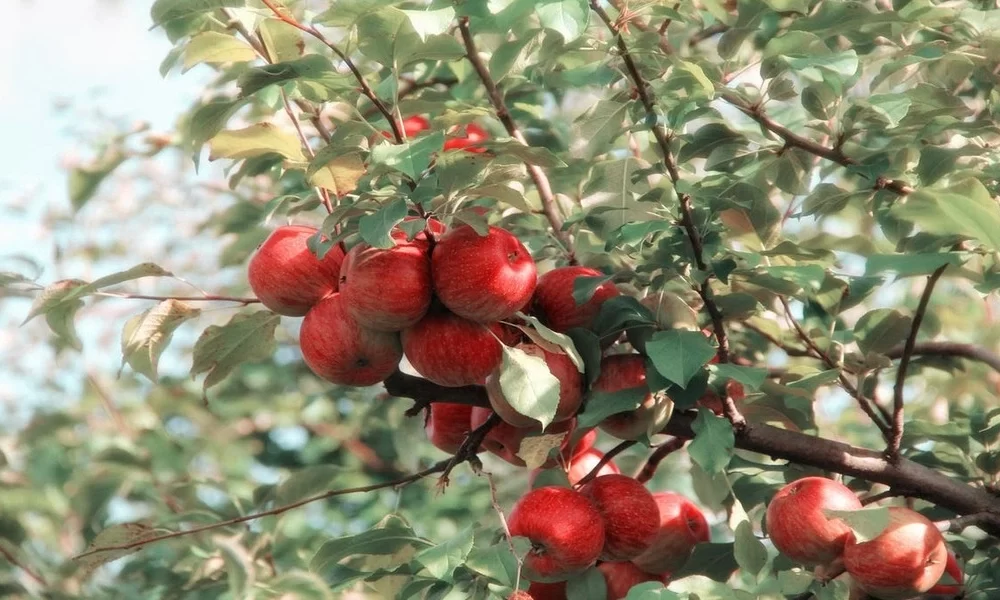 5 Health Benefits of Goli Apple Cider Vinegar (ACV) Gummies