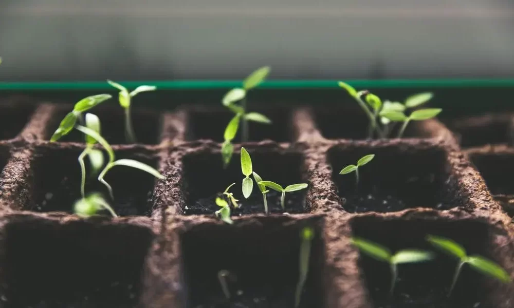 6 Technological Innovations for Gardeners
