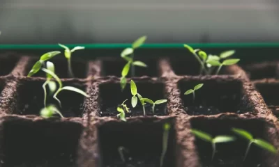 6 Technological Innovations for Gardeners