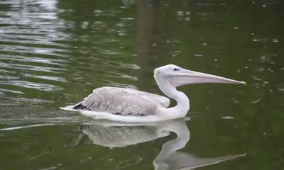 Omaha Zoo Closes Several Exhibits After a Pelican Dies From Bird Flu
