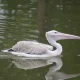 Omaha Zoo Closes Several Exhibits After a Pelican Dies From Bird Flu
