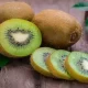 Feeling Better After Dengue? Quick Healing With Kiwis