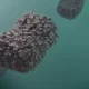 A Monkeypox Outbreak has Reached Over 70,000 Cases, WHO Warns People Not to Relax