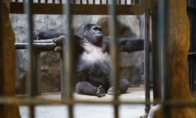gorilla shopping mall