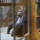 Shopping Mall Zoo in Bangkok Wants $798,000 to Release of Gorilla Caged for 30 Years
