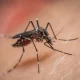 Do You Attract Mosquitoes? New Research Suggests It Might Be Your Smell