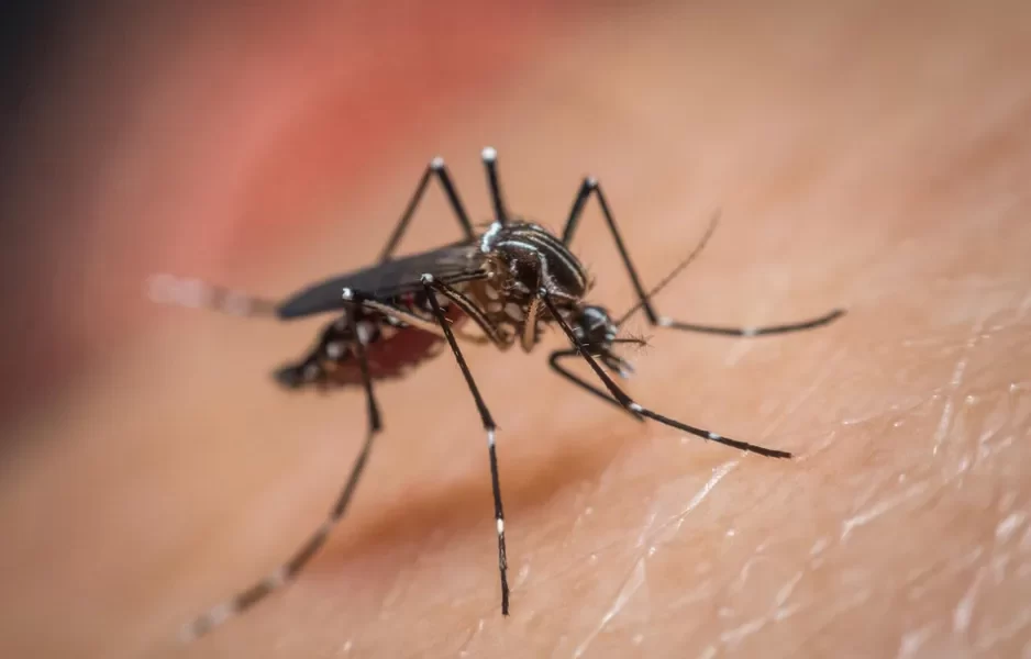 Do You Attract Mosquitoes? New Research Suggests It Might Be Your Smell