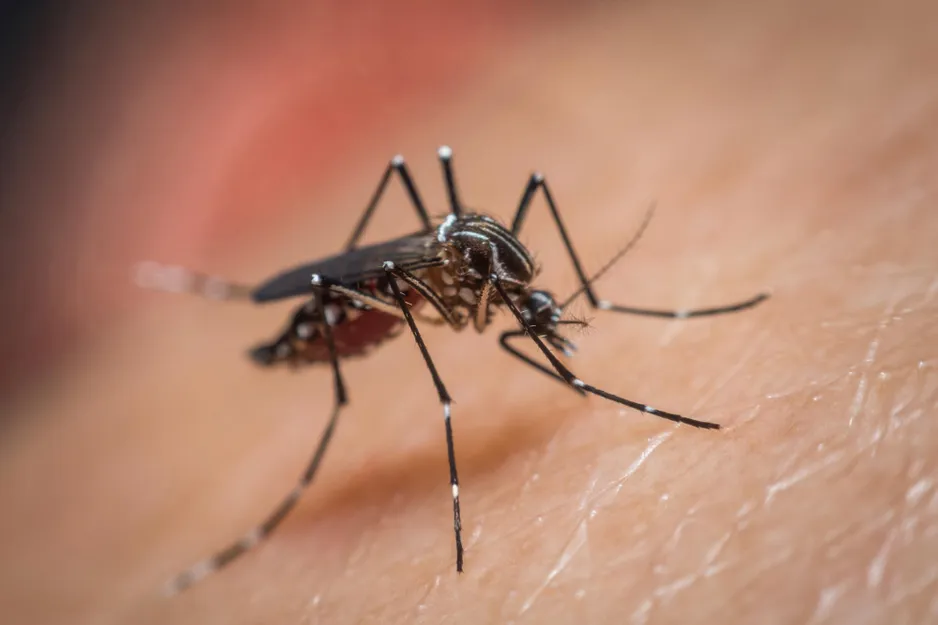 Do You Attract Mosquitoes? New Research Suggests It Might Be Your Smell