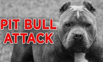 Owner of 7 Pit Bulls Attacked and Killed By His Own Dogs