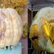 Pumpkin 1161 Kilograms in Weight to be Carved Into World's largest Jack-o'-lantern