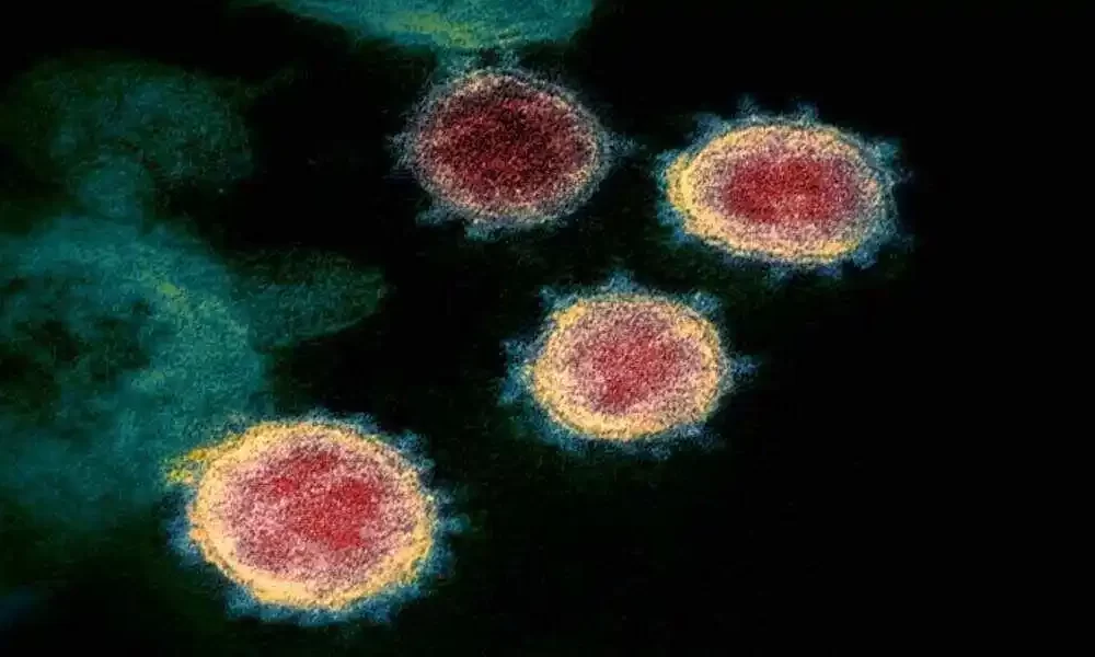All COVID Variants And Influenza Are Beaten By Banana Protein