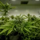 Some Women Use Cannabis to Relieve Hot Flashes And Sleep Problems to Manage Menopause