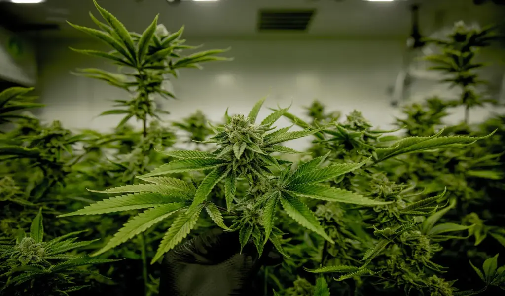 Some Women Use Cannabis to Relieve Hot Flashes And Sleep Problems to Manage Menopause