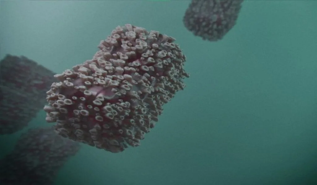 Thailand Confirms 11th Monkeypox Case in Thai Man