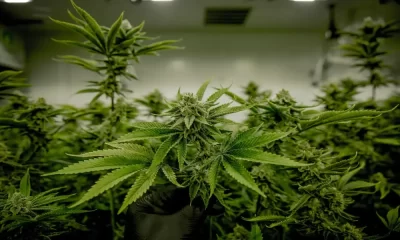 Thailand Ease its Prohibitions on the Import Of hemp or Cannabis seeds