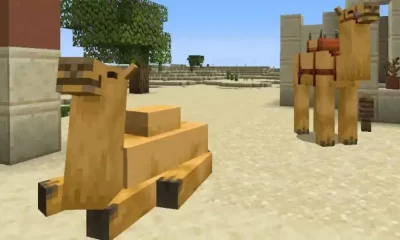 The Minecraft Camel: What We Know So Far