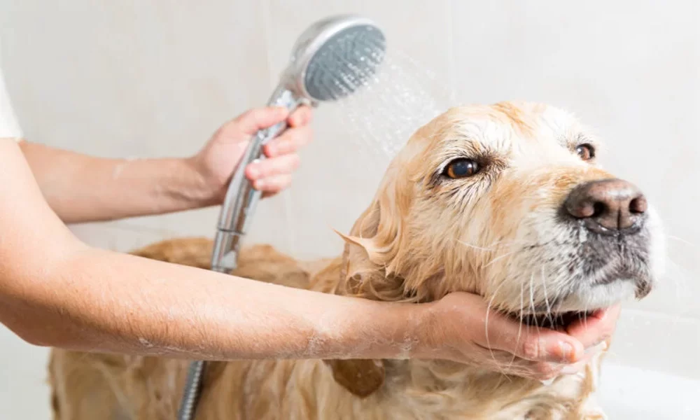 What’s the Next Level in Dog Pampering?