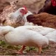 RI's DEM Reports First Avian Flu Outbreak In Backyard Flocks