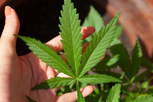 Cannabis, Cbd, Marijuana, Hemp, Ganja