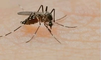 Vaccines Against Dengue, Malaria, And Chikungunya