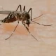 Vaccines Against Dengue, Malaria, And Chikungunya