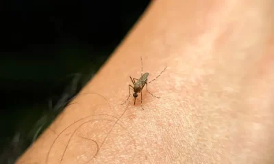 What Attracts Mosquitoes To Some People More Than Others