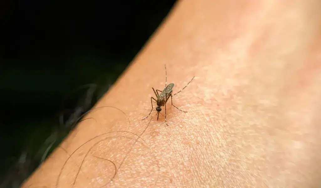 What Attracts Mosquitoes To Some People More Than Others