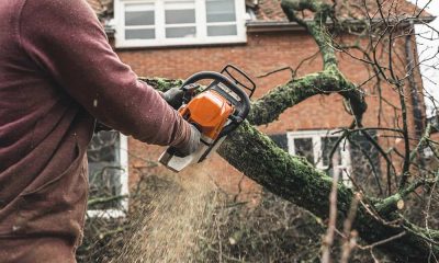 Top 3 Signs Your Tree Needs to Be Removed