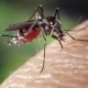 West Nile Virus Case Reported In Rockland For 2022 Season