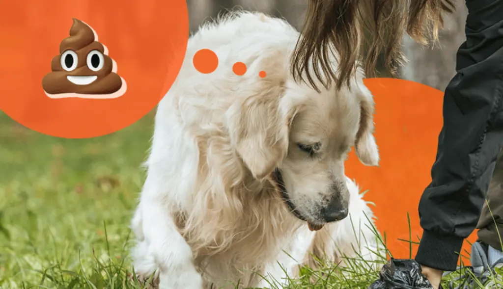 Dogs Eating His Poop