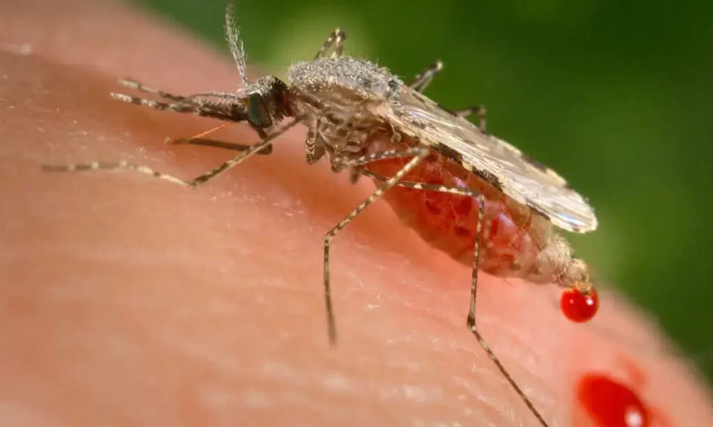 Malaria Outbreaks In Ethiopia Were Caused By Asian Mosquitoes