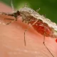 Malaria Outbreaks In Ethiopia Were Caused By Asian Mosquitoes