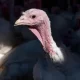 US Bird Flu Outbreak Kills 50 Million Birds