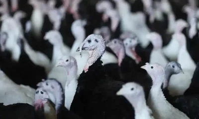 U.S. Bird Flu Outbreak Is Deadliest Ever