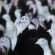 U.S. Bird Flu Outbreak Is Deadliest Ever