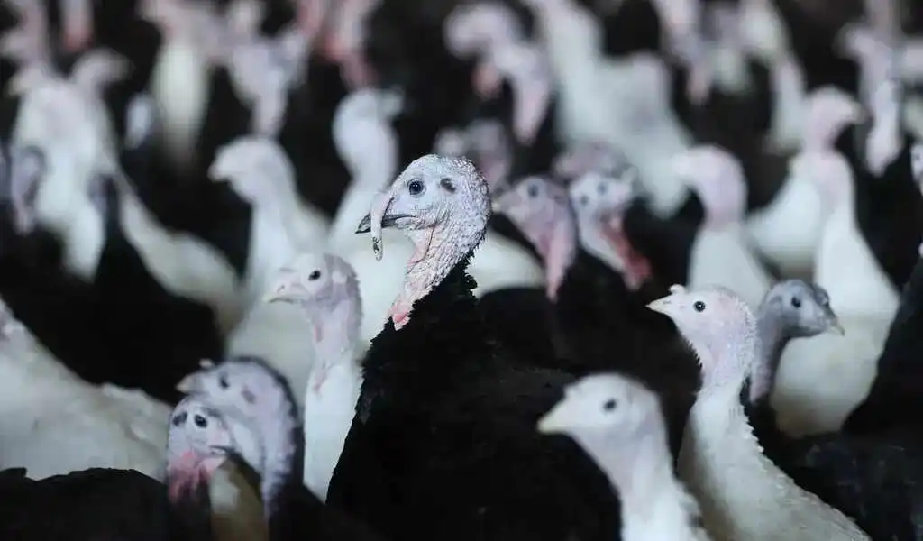 U.S. Bird Flu Outbreak Is Deadliest Ever