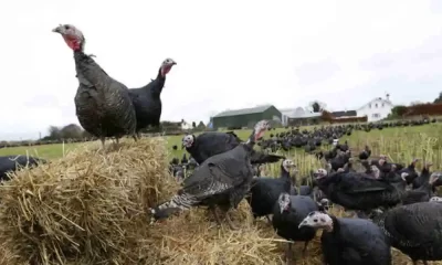 Bird Flu Pandemic Is a Ticking Time Bomb