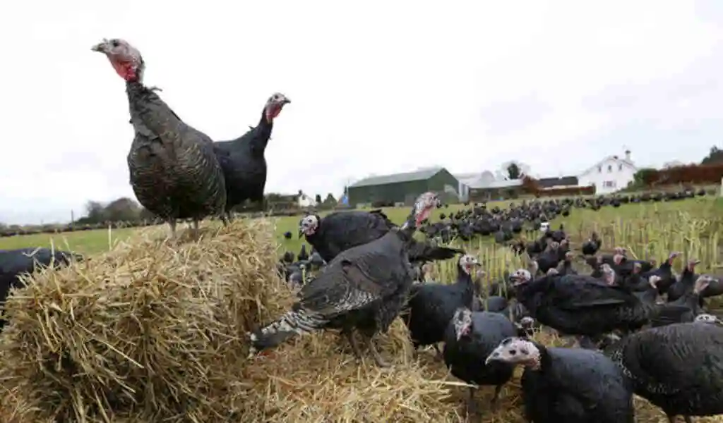 Bird Flu Pandemic Is a Ticking Time Bomb