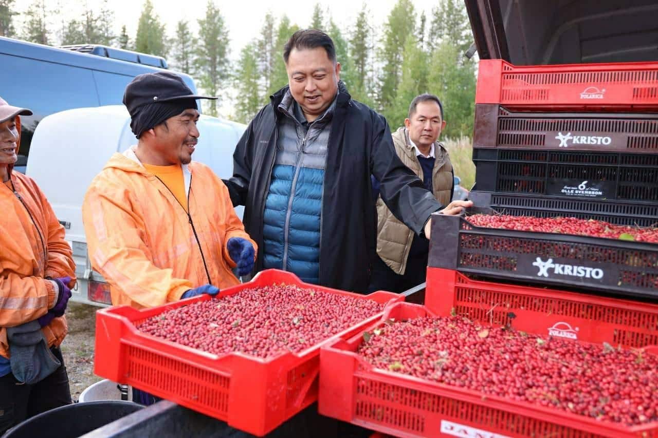 Finland, Sweden Accused of Exploiting Berry Workers from Thailand