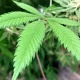 Marijuana May Cause More Lung Damage Than Cigarettes