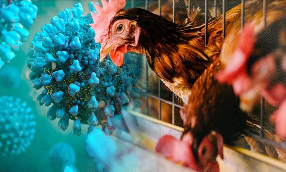 Avian Flu Outbreak Kills 50.54 Million Birds In The US