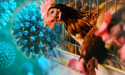 Avian Flu Outbreak Kills 50.54 Million Birds In The US