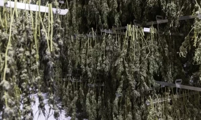 Cannabis Stored in New York is Worth $750 Million, But Growers Can’t Sell it