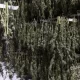 Cannabis Stored in New York is Worth $750 Million, But Growers Can’t Sell it