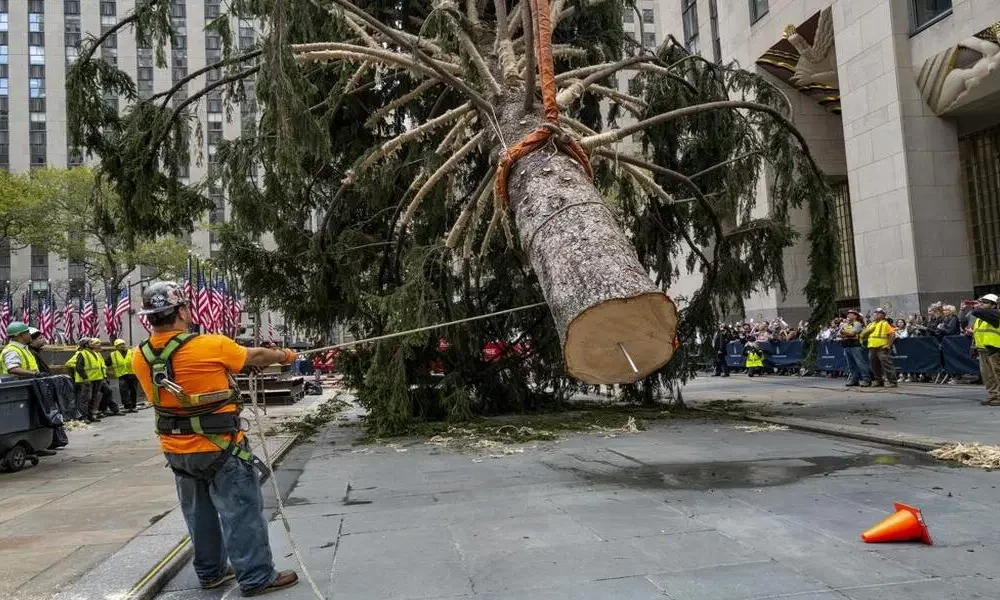 Holiday Arrival: Christmas Begins With The Rockefeller Tree