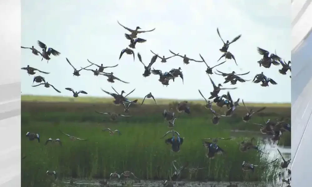 There's Bird Flu In SWLA Waterfowl