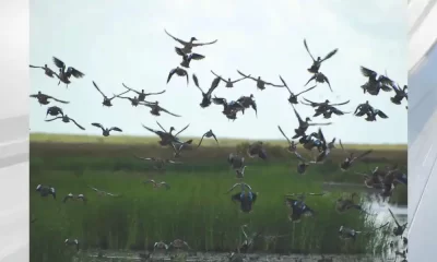 There's Bird Flu In SWLA Waterfowl